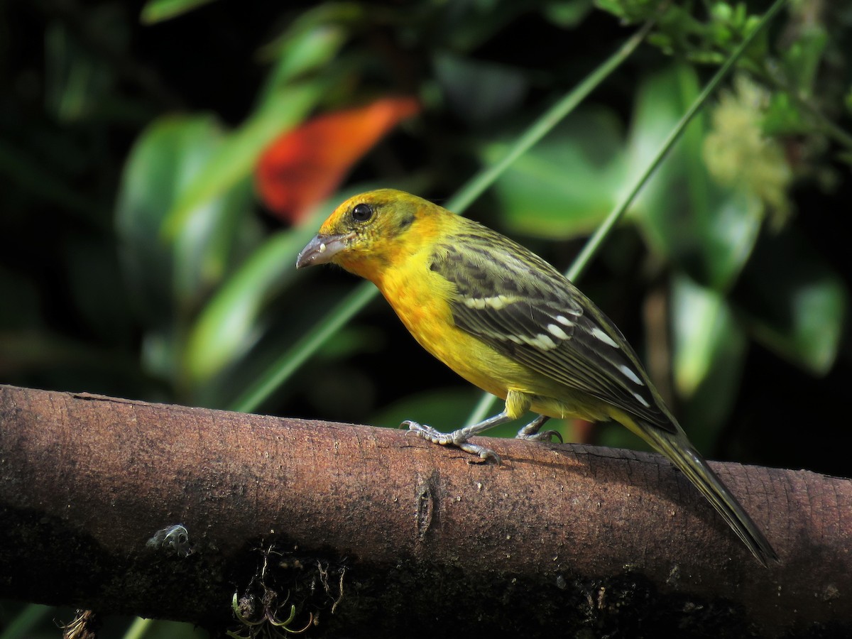 Flame-colored Tanager - ML123833481