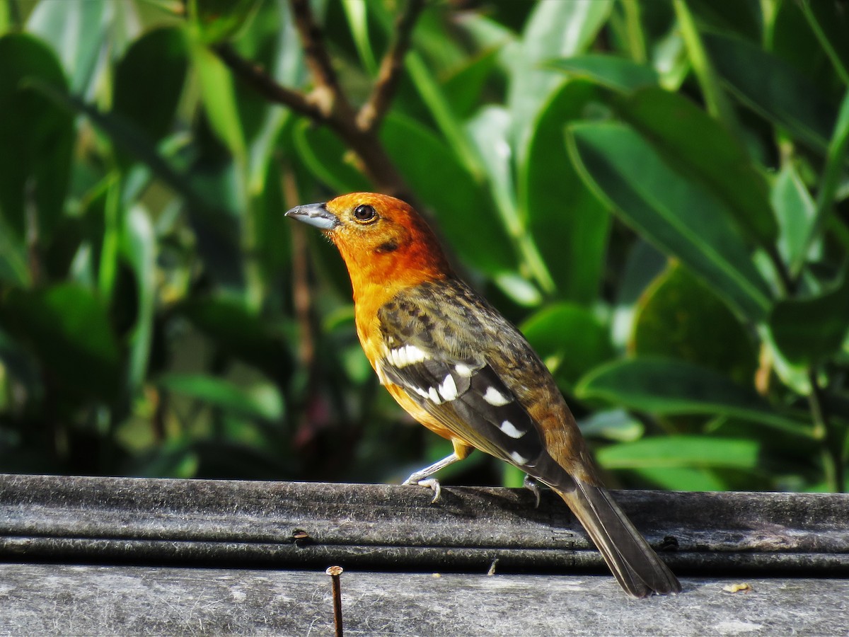 Flame-colored Tanager - ML123833491