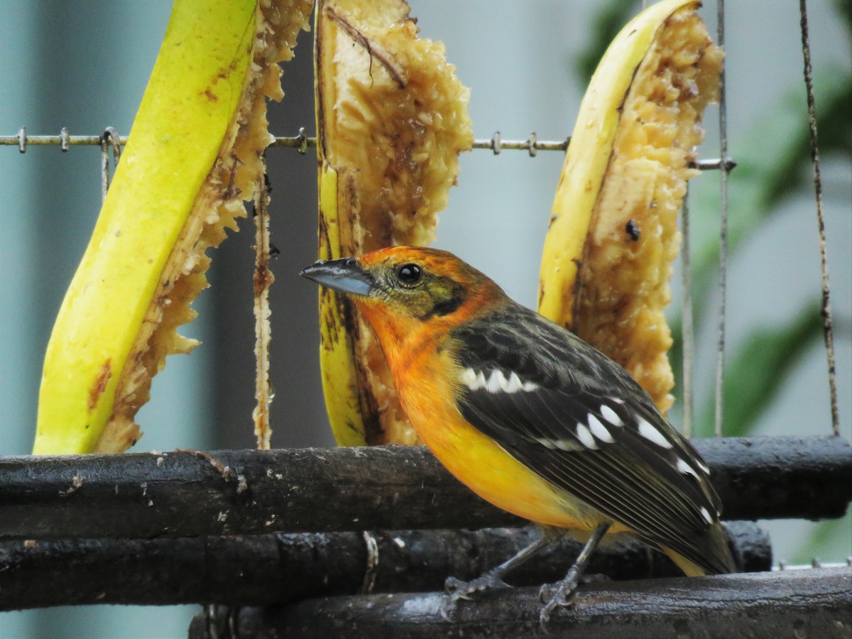 Flame-colored Tanager - ML123833501