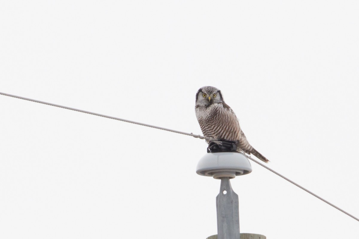 Northern Hawk Owl - Aaron Yappert