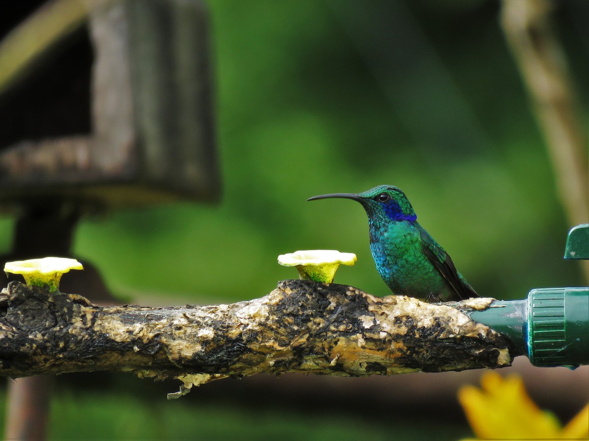 kolibřík modrouchý - ML123836441