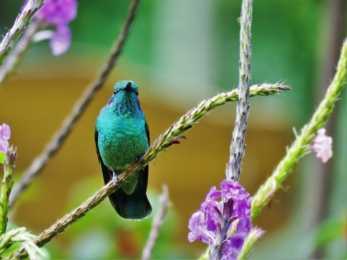 kolibřík modrouchý - ML123836451