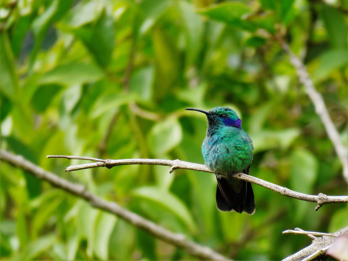 kolibřík modrouchý - ML123836461
