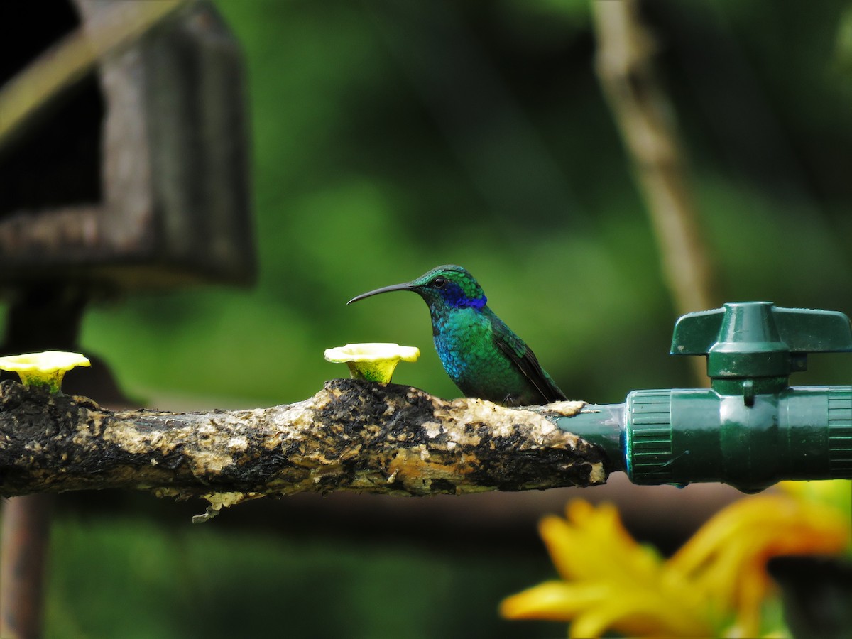 kolibřík modrouchý - ML123836481