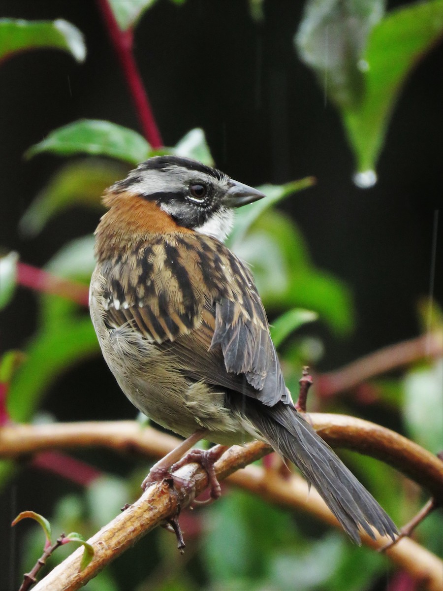 Rufous-collared Sparrow - Mike  Hudson