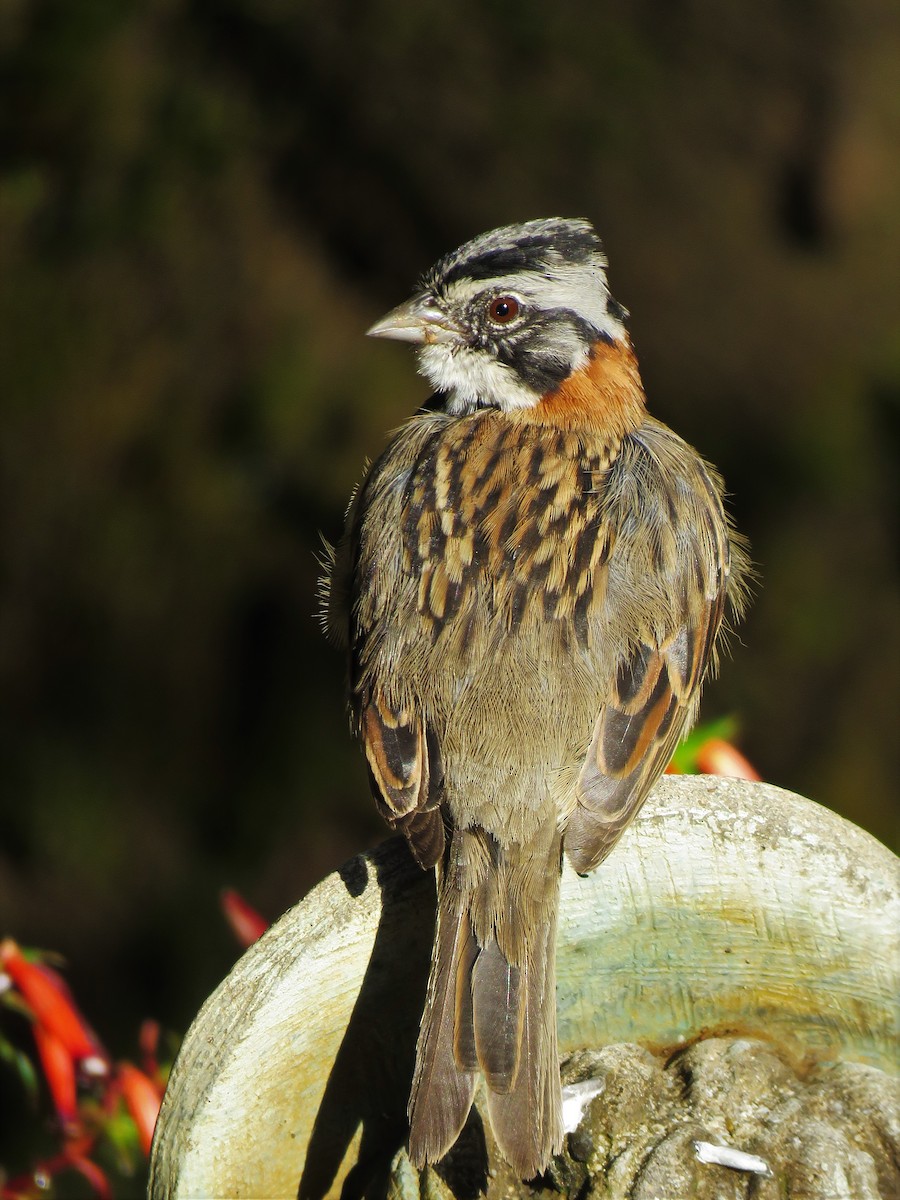 Rufous-collared Sparrow - ML123836551
