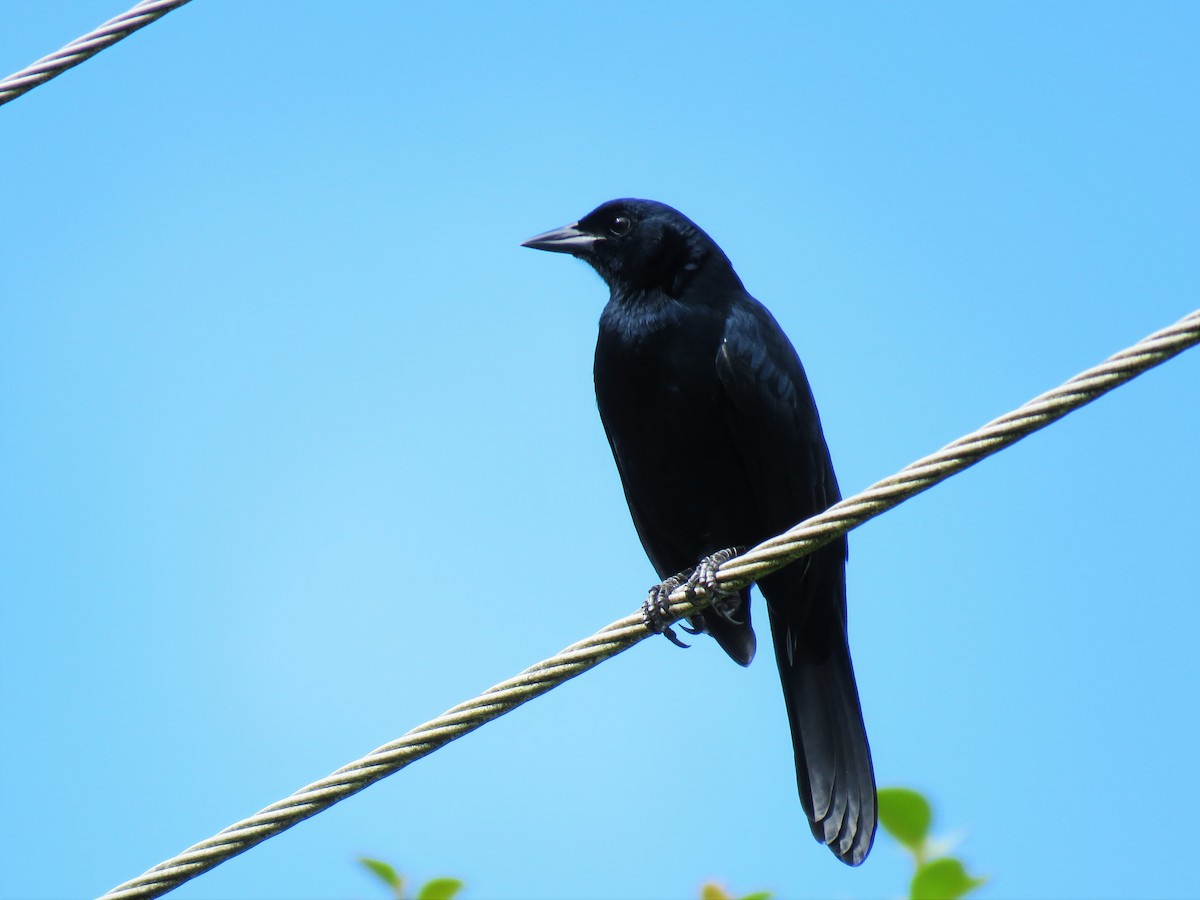 Melodious Blackbird - ML123836591