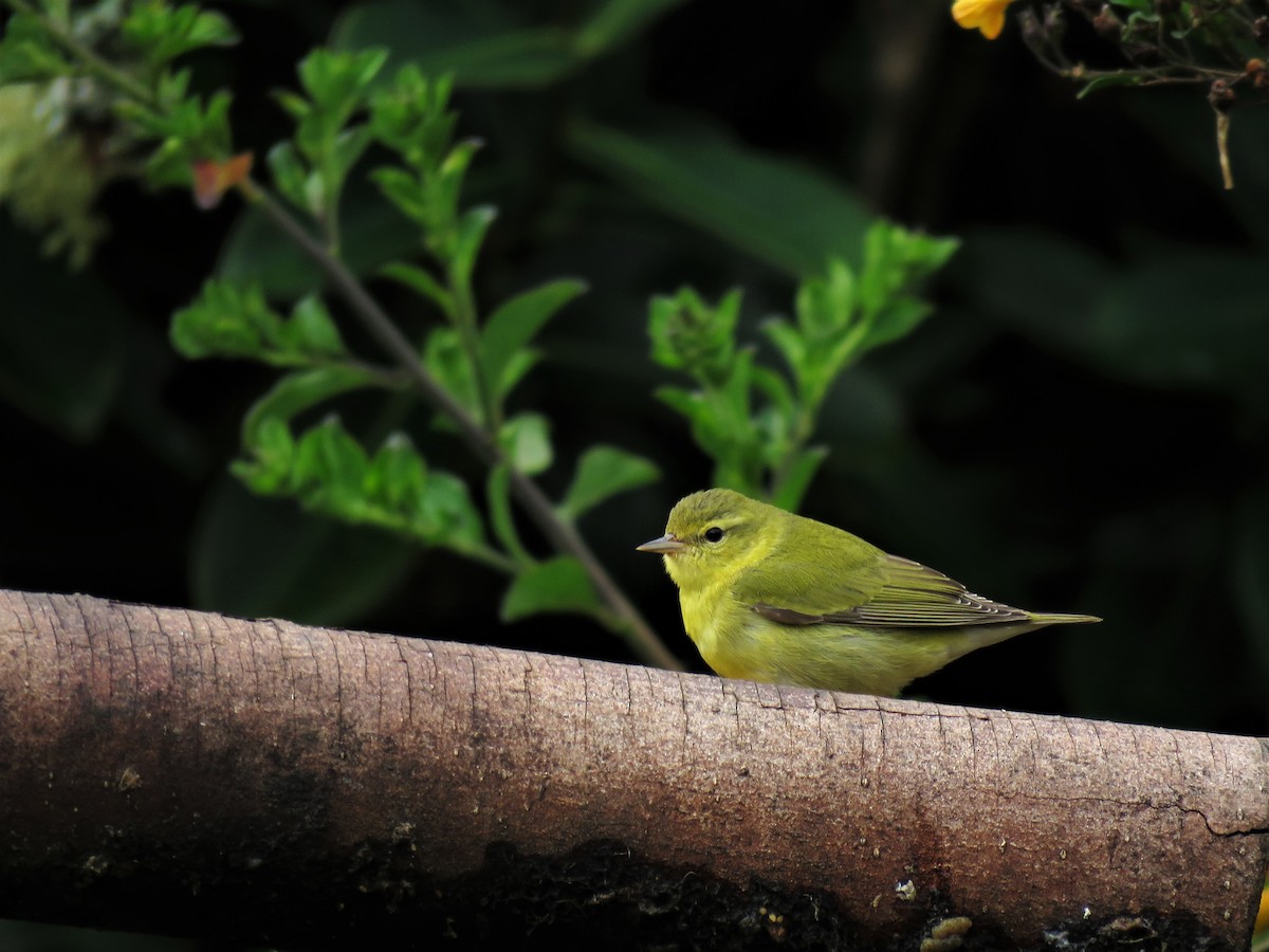 Tennessee Warbler - Mike  Hudson