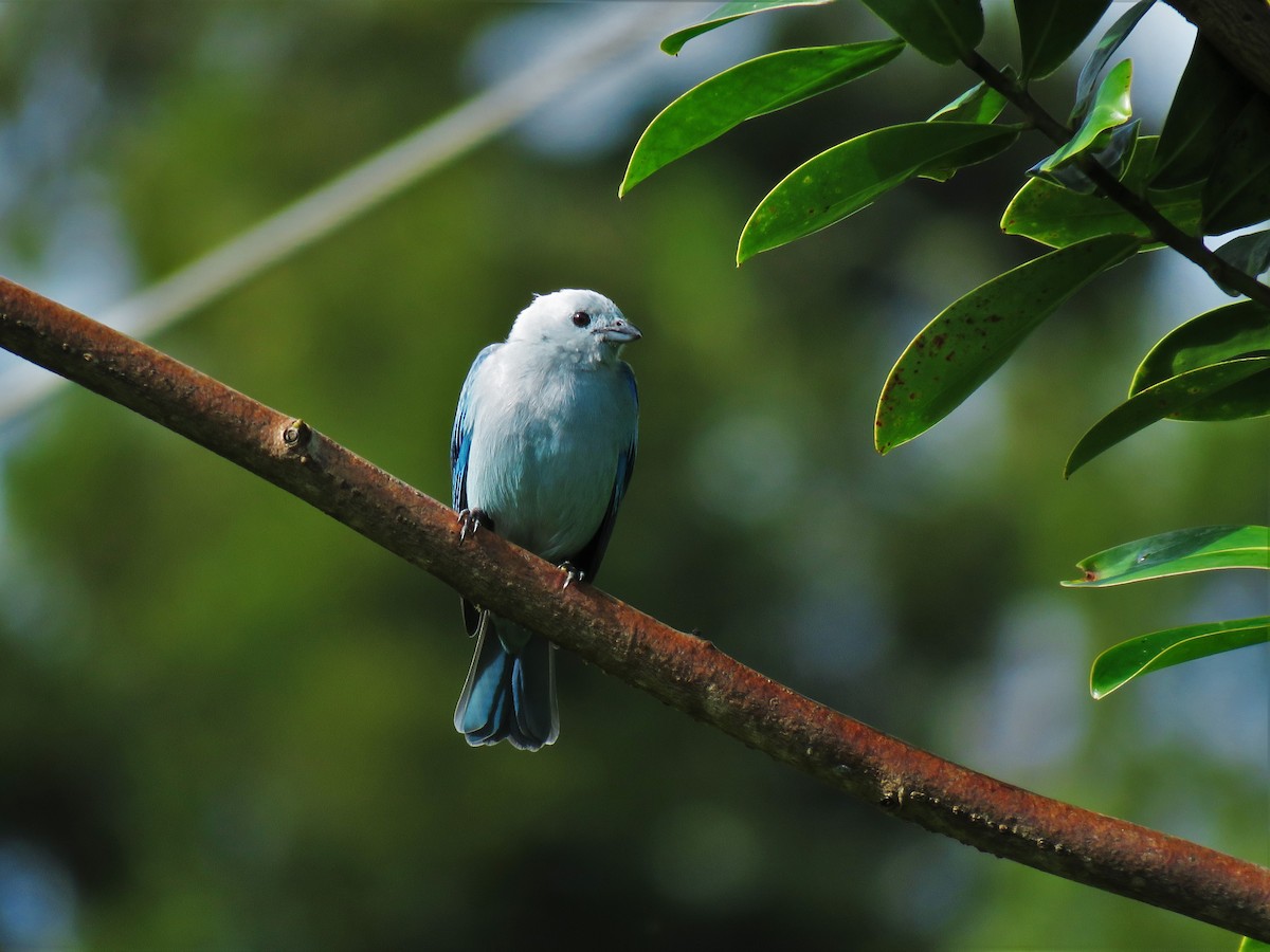 Blue-gray Tanager - Mike  Hudson