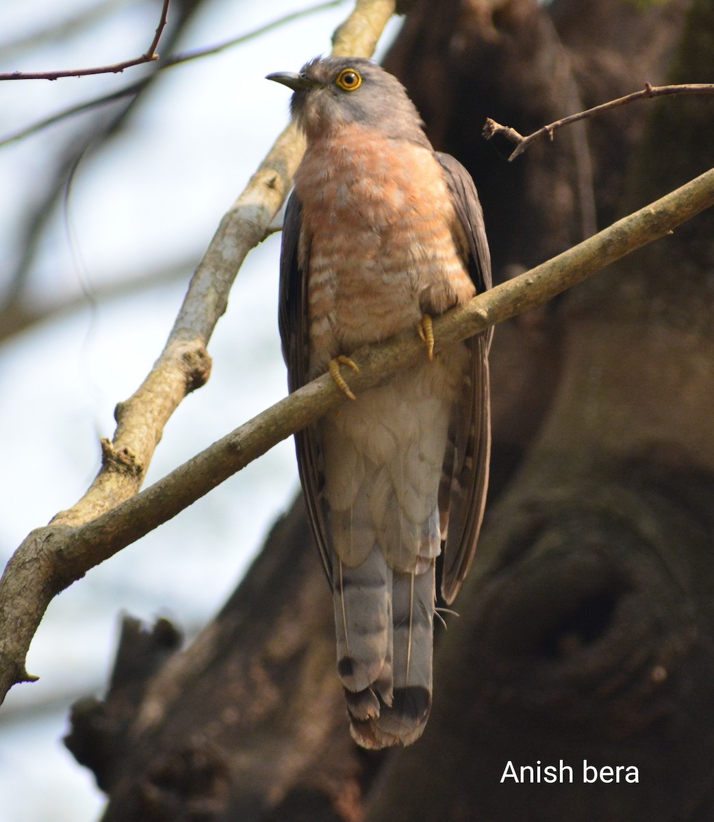 Common Hawk-Cuckoo - ML123840081
