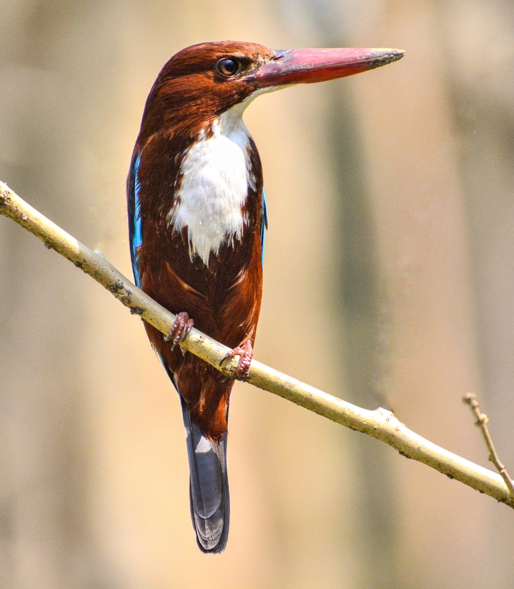 White-throated Kingfisher - Anish  Bera