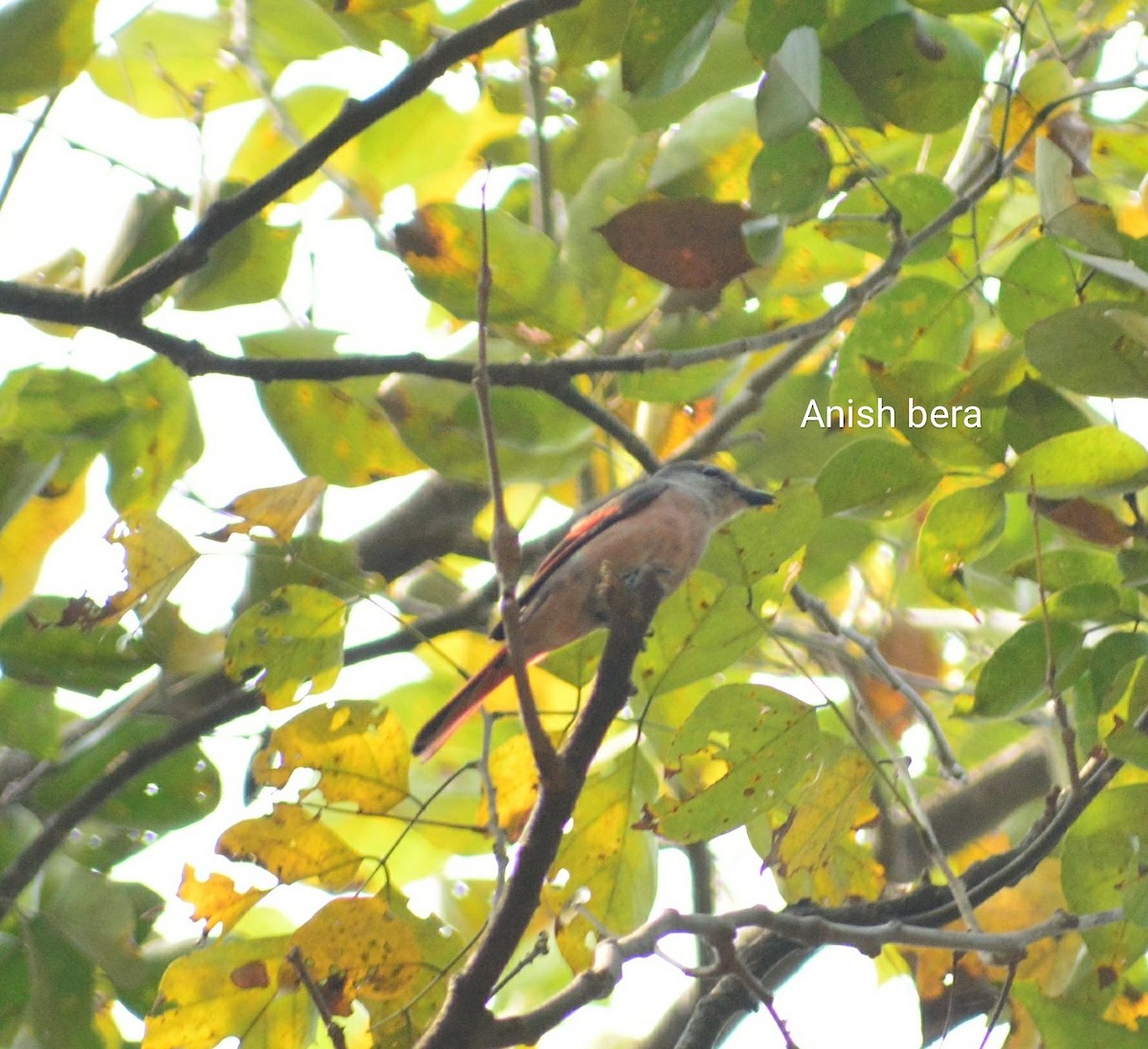 粉紅山椒鳥 - ML123840361