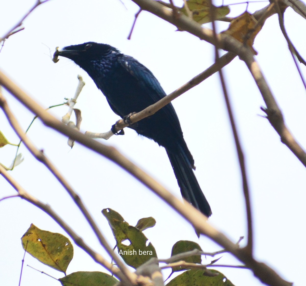 Lesser Racket-tailed Drongo - ML123840471
