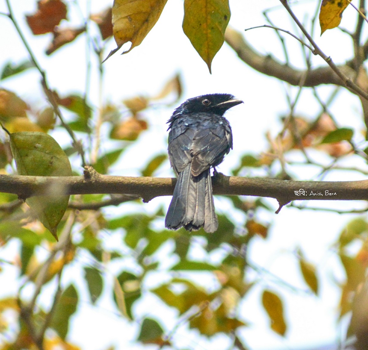 Lesser Racket-tailed Drongo - ML123840811