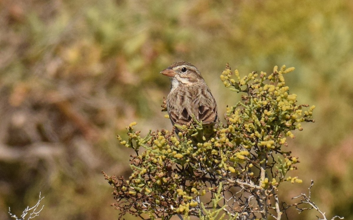 Savannah Sparrow (Large-billed) - ML123842691
