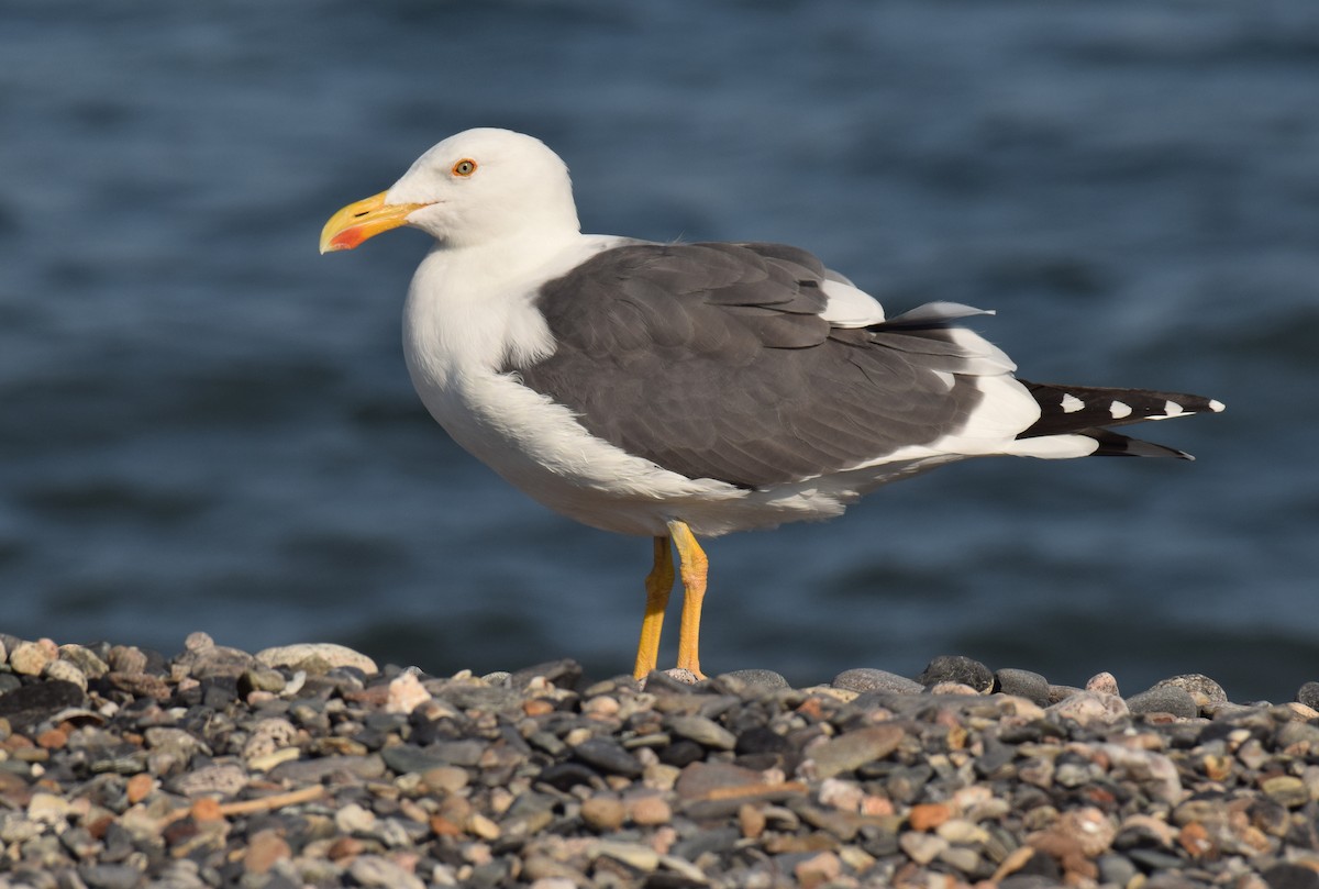 Yellow-footed Gull - ML123842991