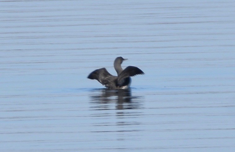 Red-throated Loon - Pete Monacell