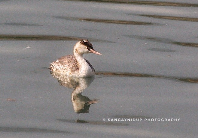 Great Crested Grebe - ML123845041