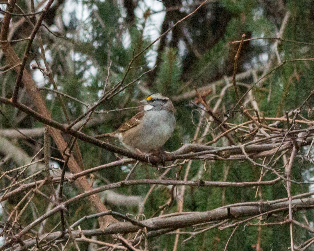 White-throated Sparrow - Pat Schiller