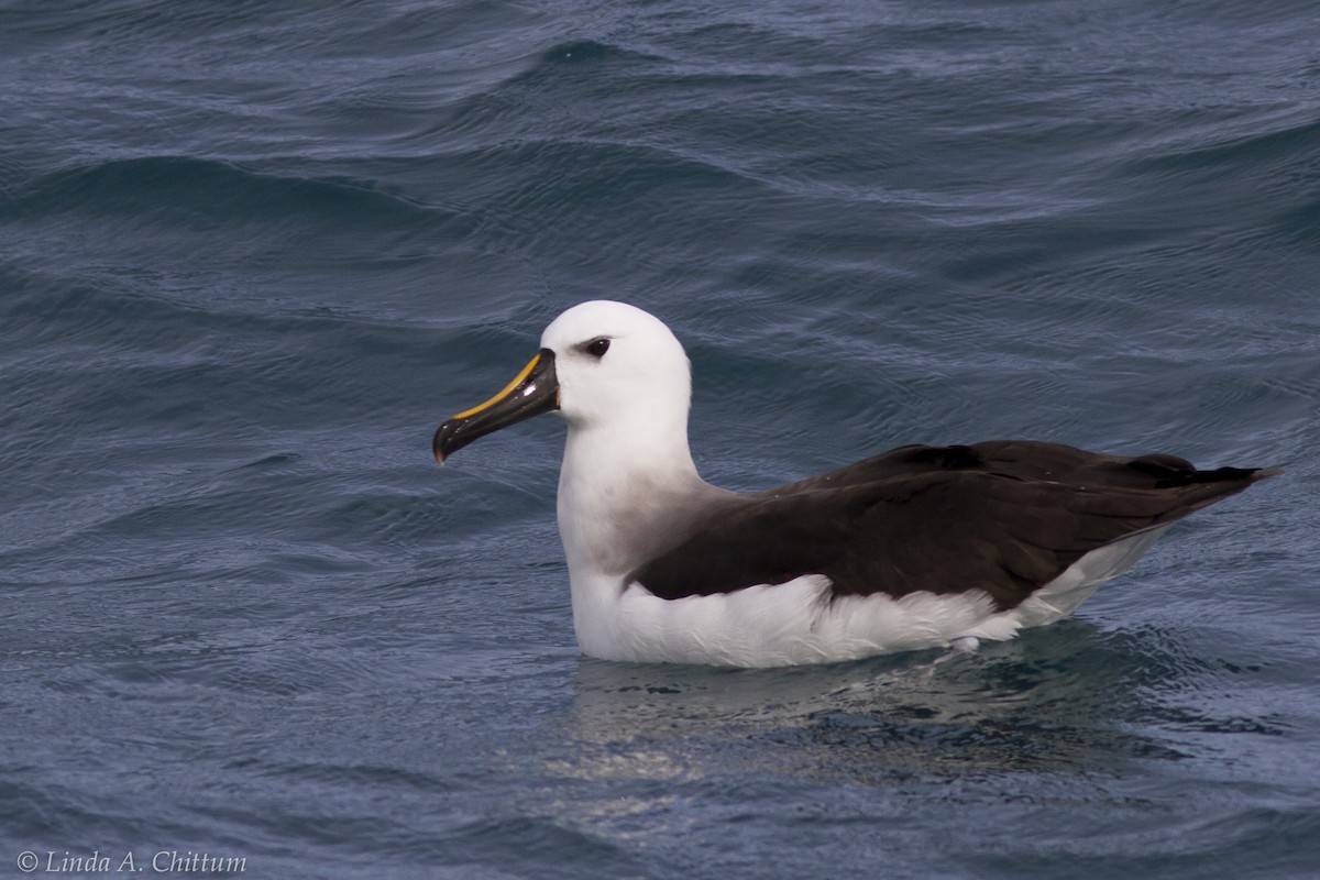 Yellow-nosed Albatross - ML123849481