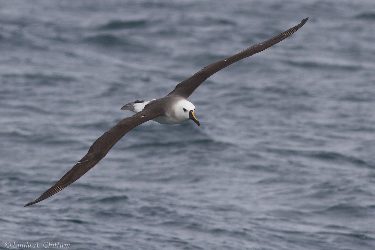 Yellow-nosed Albatross - ML123849571