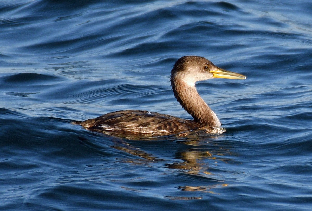 Red-necked Grebe - ML123857191