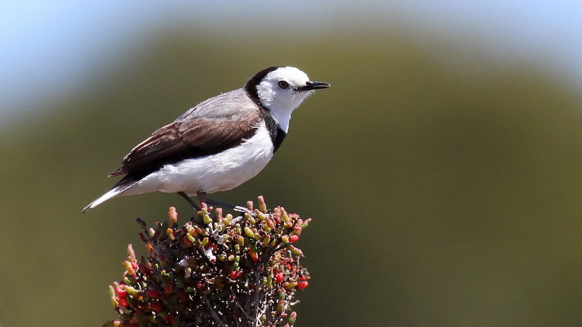 White-fronted Chat - ML123858501