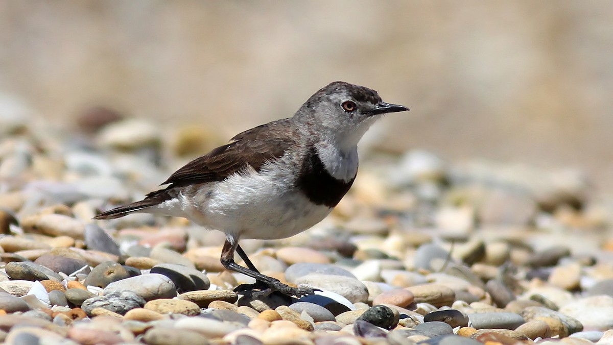 White-fronted Chat - ML123858521