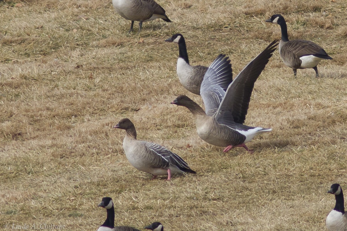 Pink-footed Goose - Linda Chittum