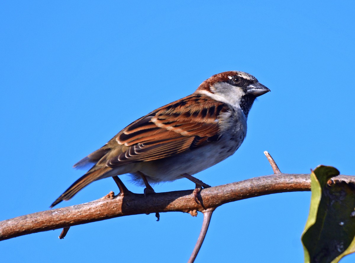 House Sparrow - ML123859951