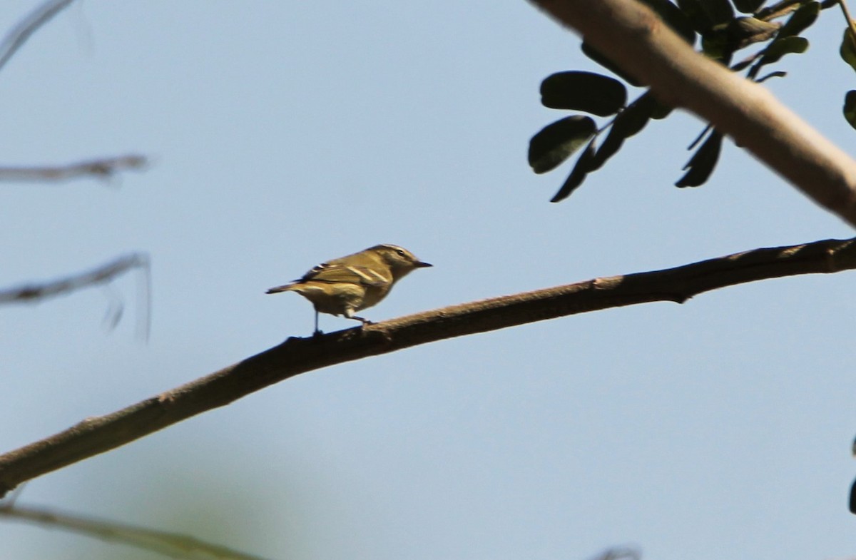 Yellow-browed Warbler - ML123859961