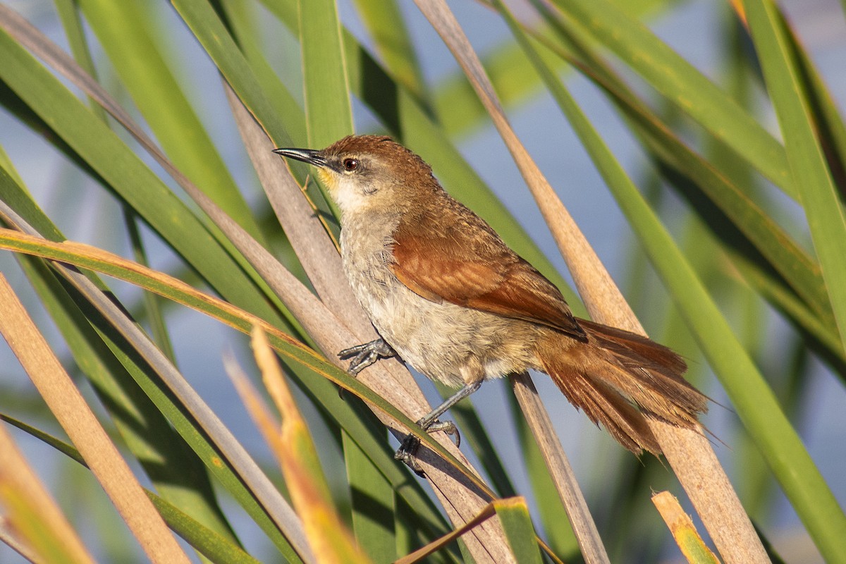 Yellow-chinned Spinetail - ML123863491