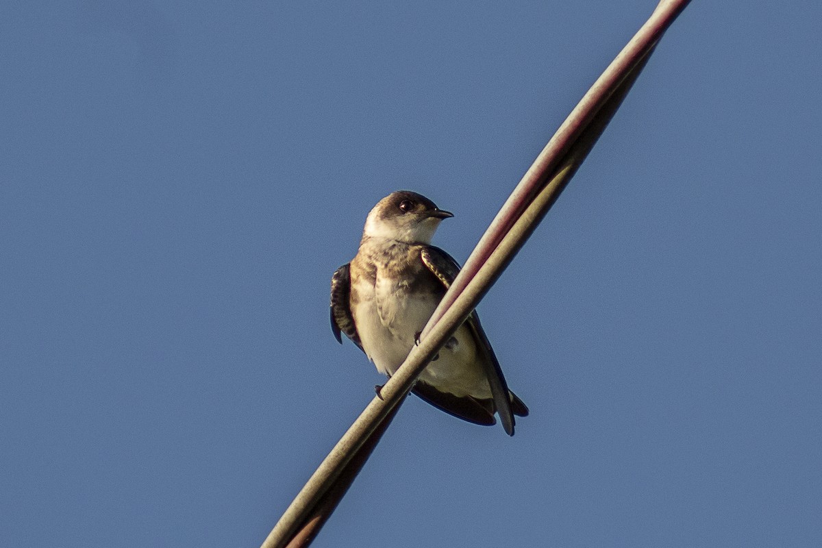 Brown-chested Martin - ML123863501