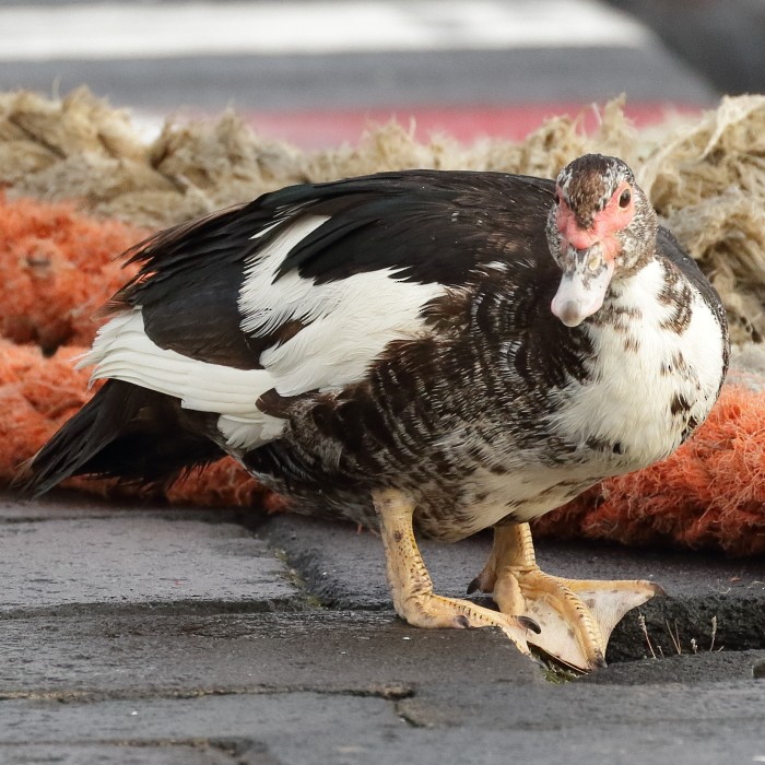Muscovy Duck (Domestic type) - Jaime Pires