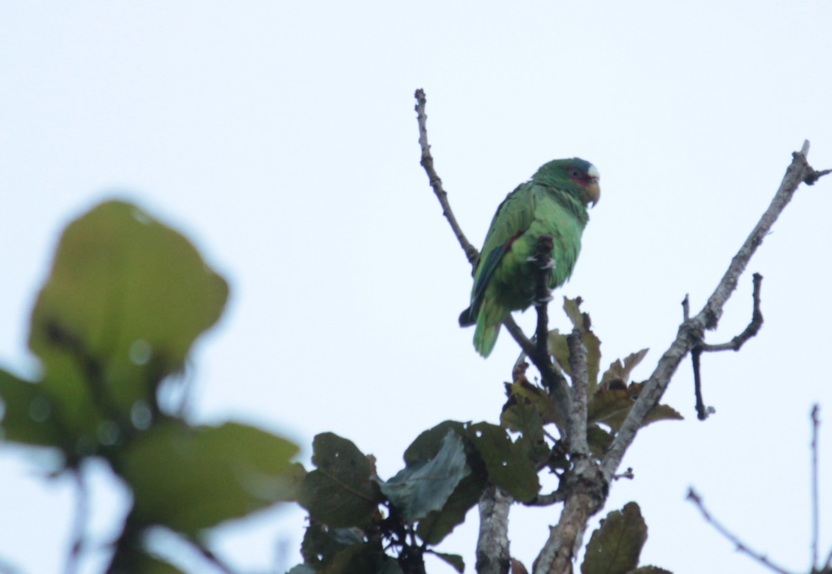 White-fronted Parrot - ML123863871