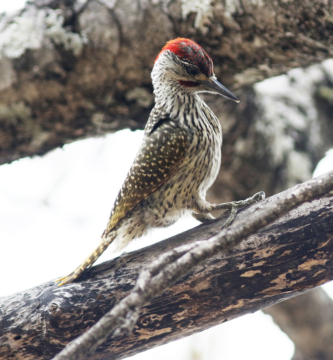 Golden-tailed Woodpecker - ML123866431
