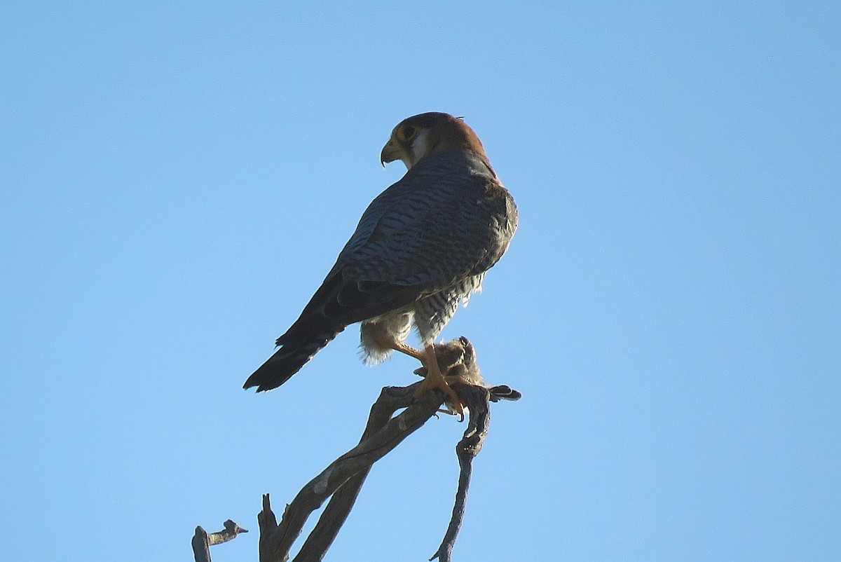 Red-necked Falcon (African) - Brad Arthur