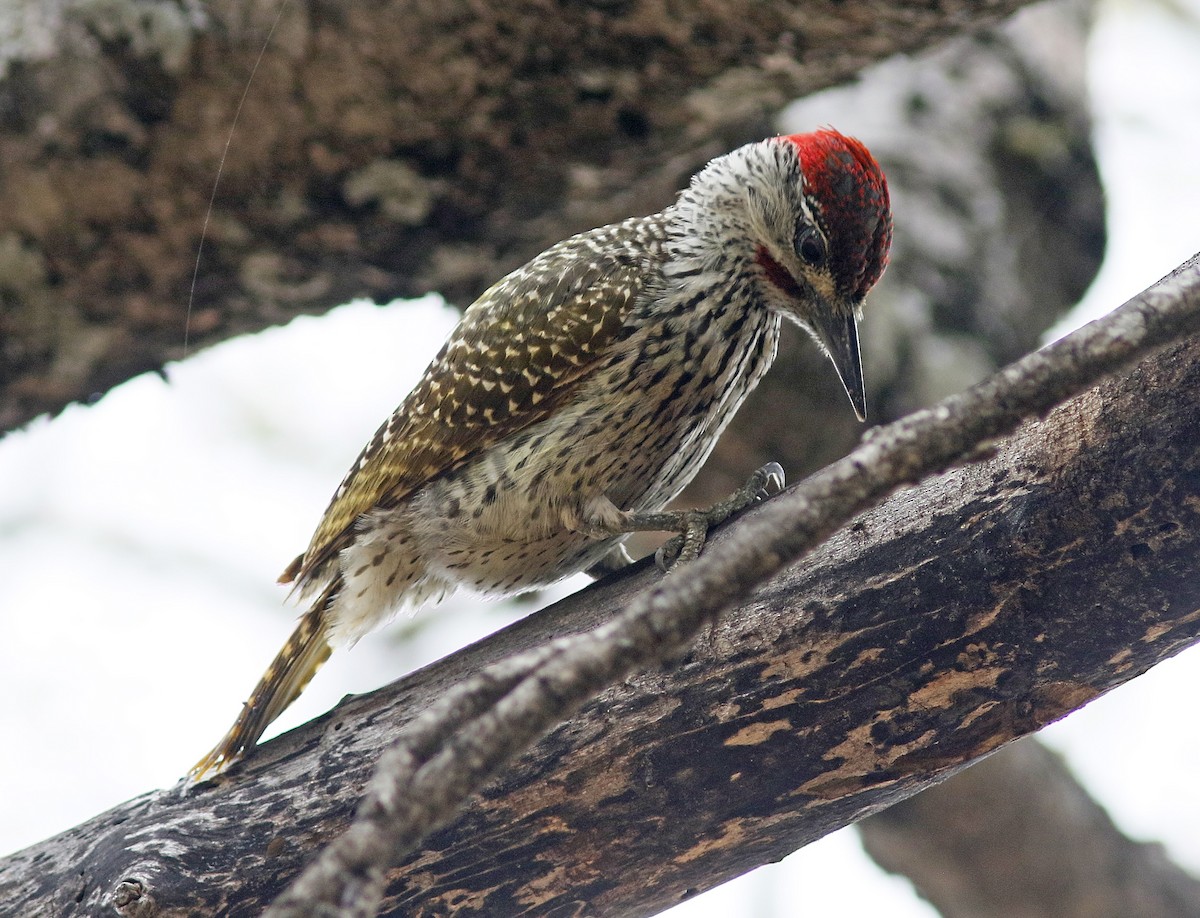 Golden-tailed Woodpecker - Bill Maynard