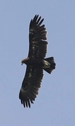 Indian Spotted Eagle - ML123868201