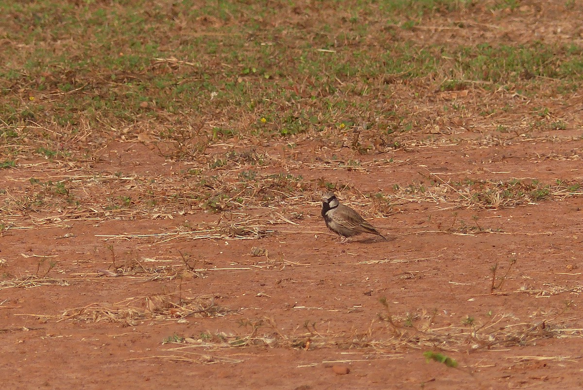 Ashy-crowned Sparrow-Lark - Vinod Shankar