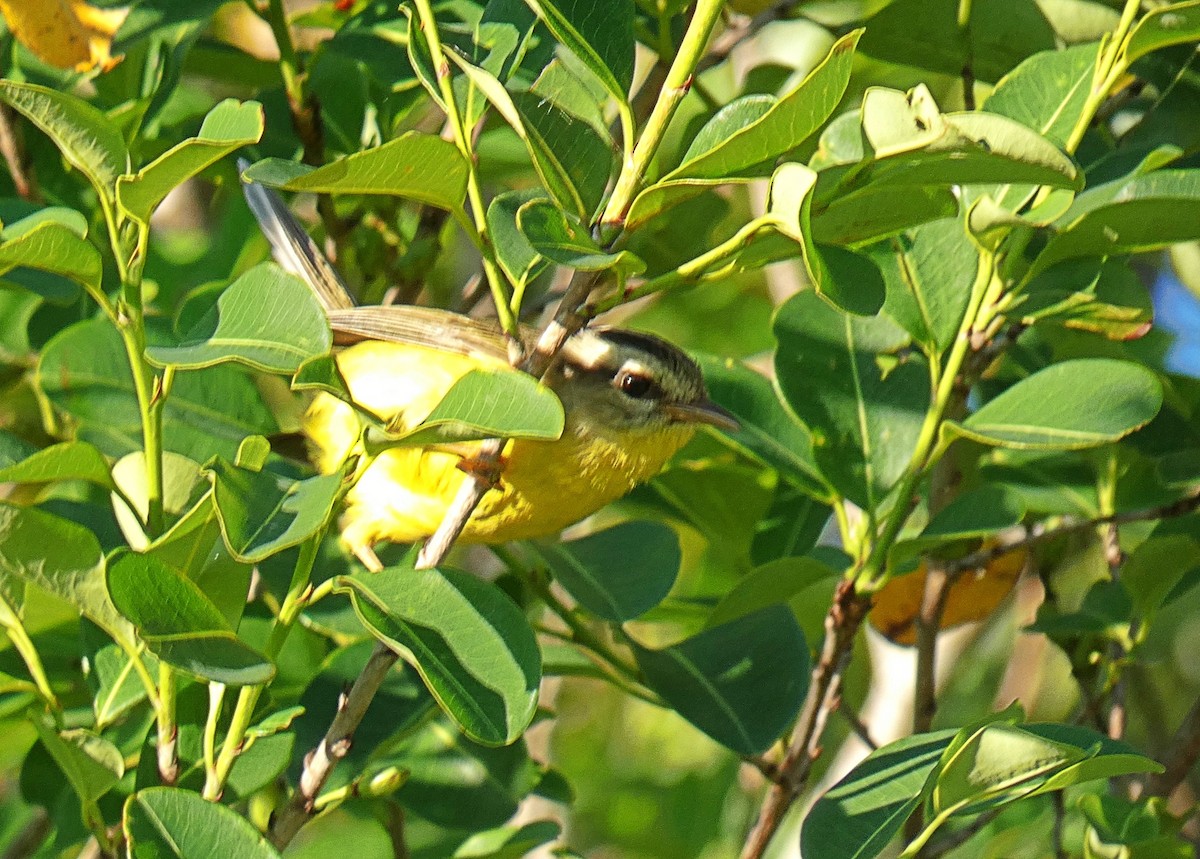 Golden-crowned Warbler - Paulo Krieser