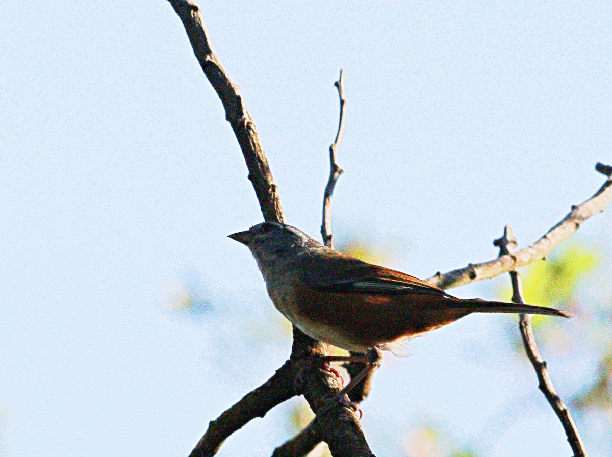 Gray-throated Warbling Finch - ML123869981