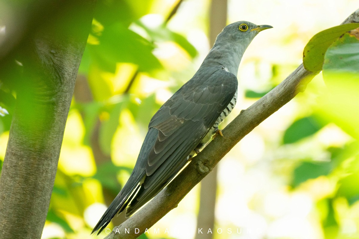 Himalayan Cuckoo - Andaman Kaosung