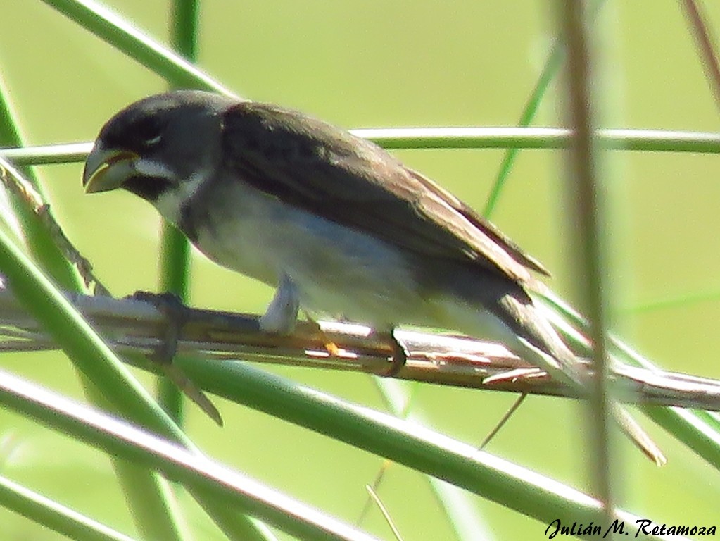 Double-collared Seedeater - ML123876101