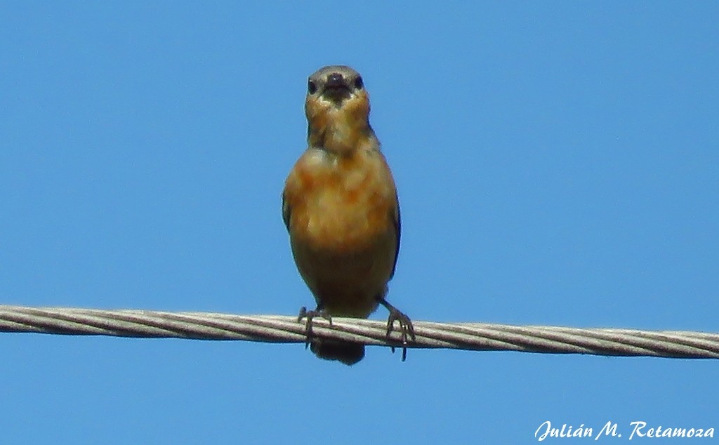 Tawny-bellied Seedeater - ML123876141