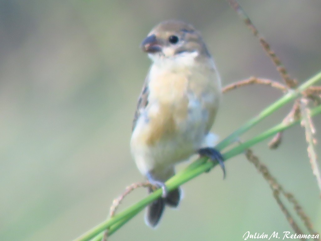 Tawny-bellied Seedeater - ML123876151