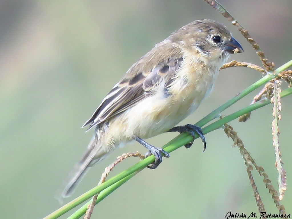 Tawny-bellied Seedeater - ML123876161