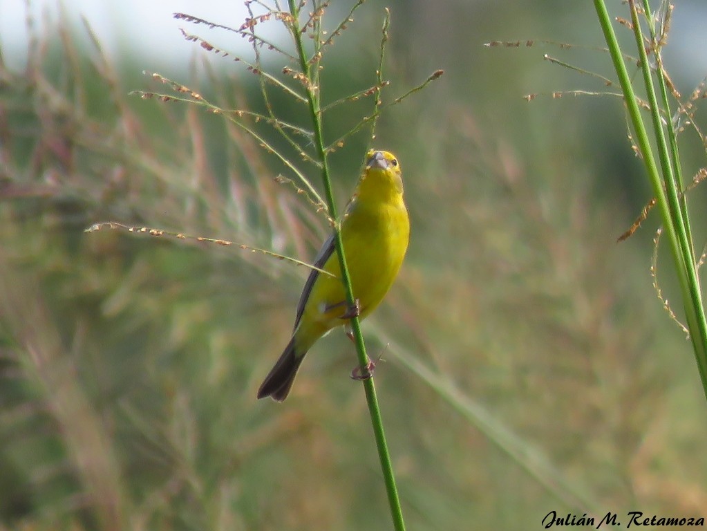 Grassland Yellow-Finch - ML123876971