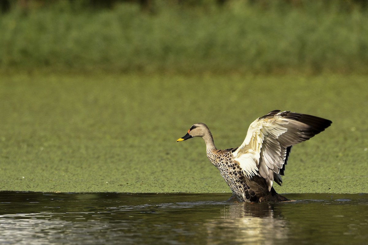 Indian Spot-billed Duck - Prem Raut