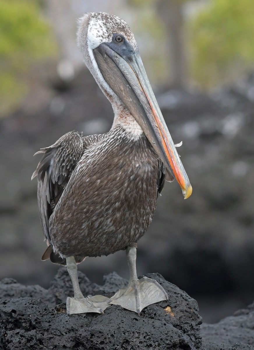 Brown Pelican (Galapagos) - ML123877971